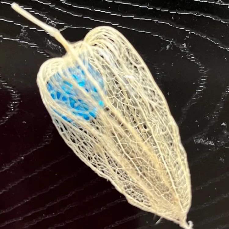 きらきらスケルトンホオズキ5個 - メルカリ