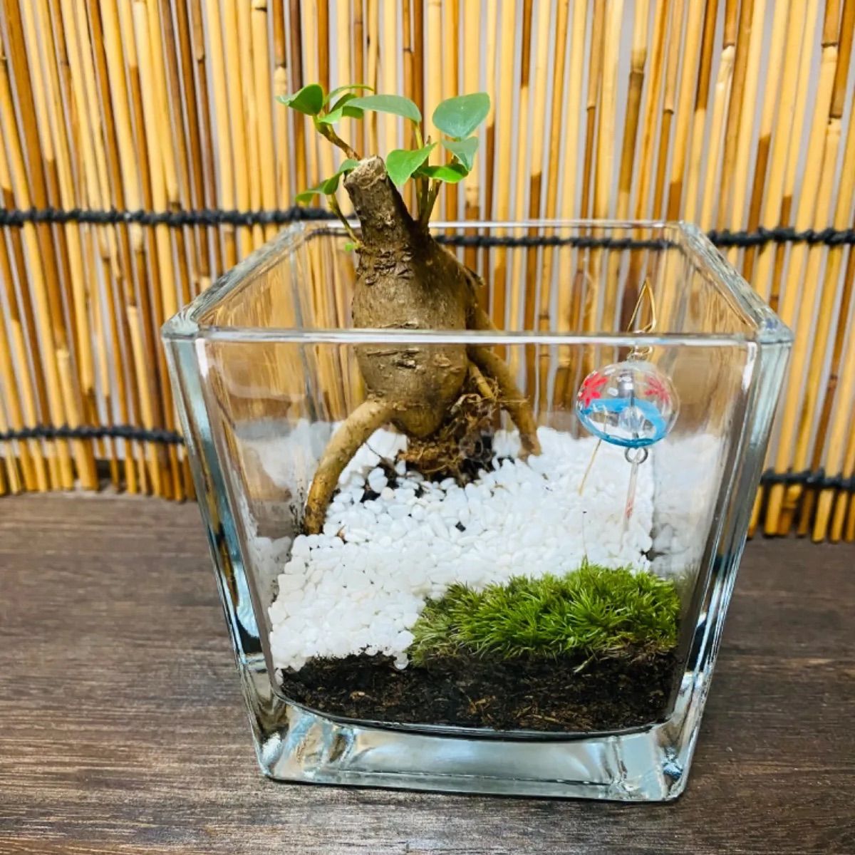 苔テラリウム ガジュマルと風鈴 ホソバオキナゴケ セラピー 五感