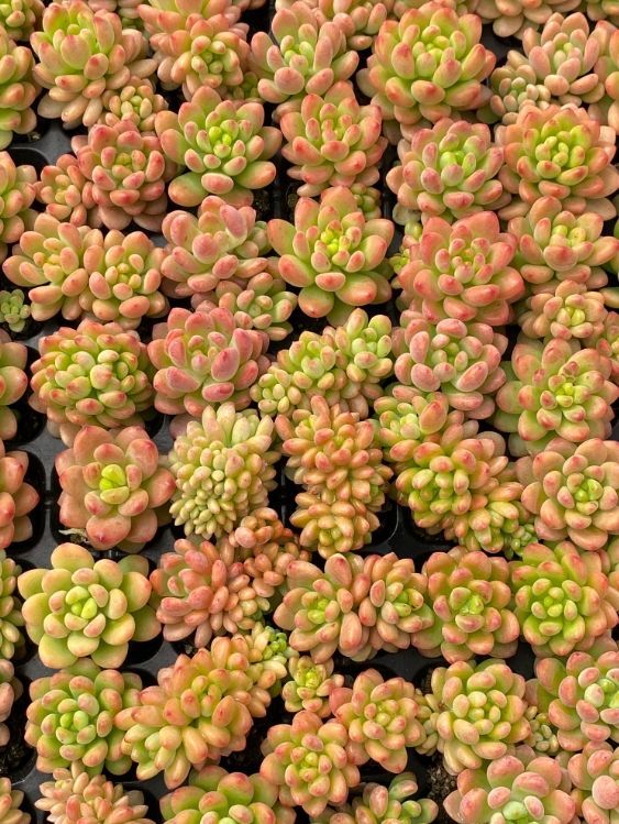 XY439×10株 シャングリラ 抜き苗 多肉植物 アエオニウム エケベリア