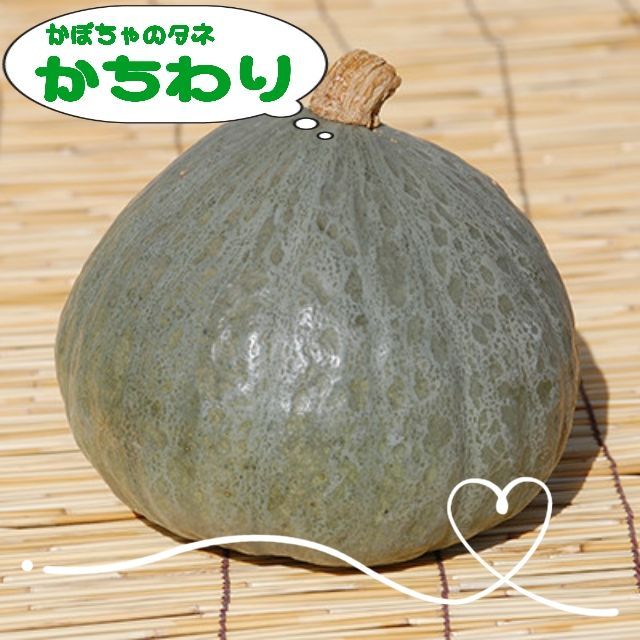 自然のタネ かちわり 交配種 カボチャの種 カチワリ かぼちゃの種 - メルカリ