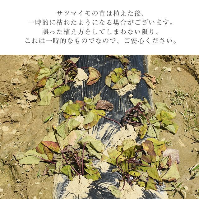 あまはづき