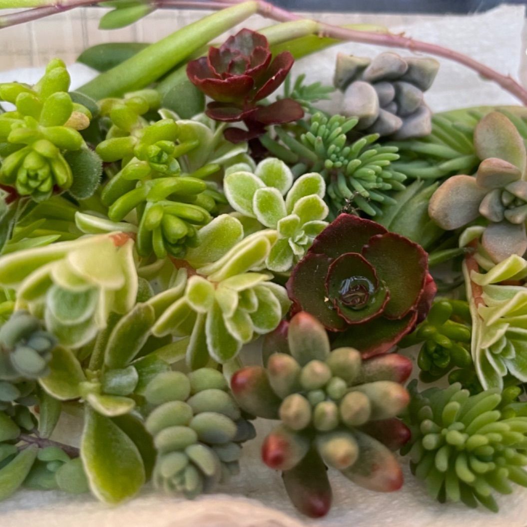 多肉植物 カット苗 お任せセダム達♡寄せ植えに - メルカリ