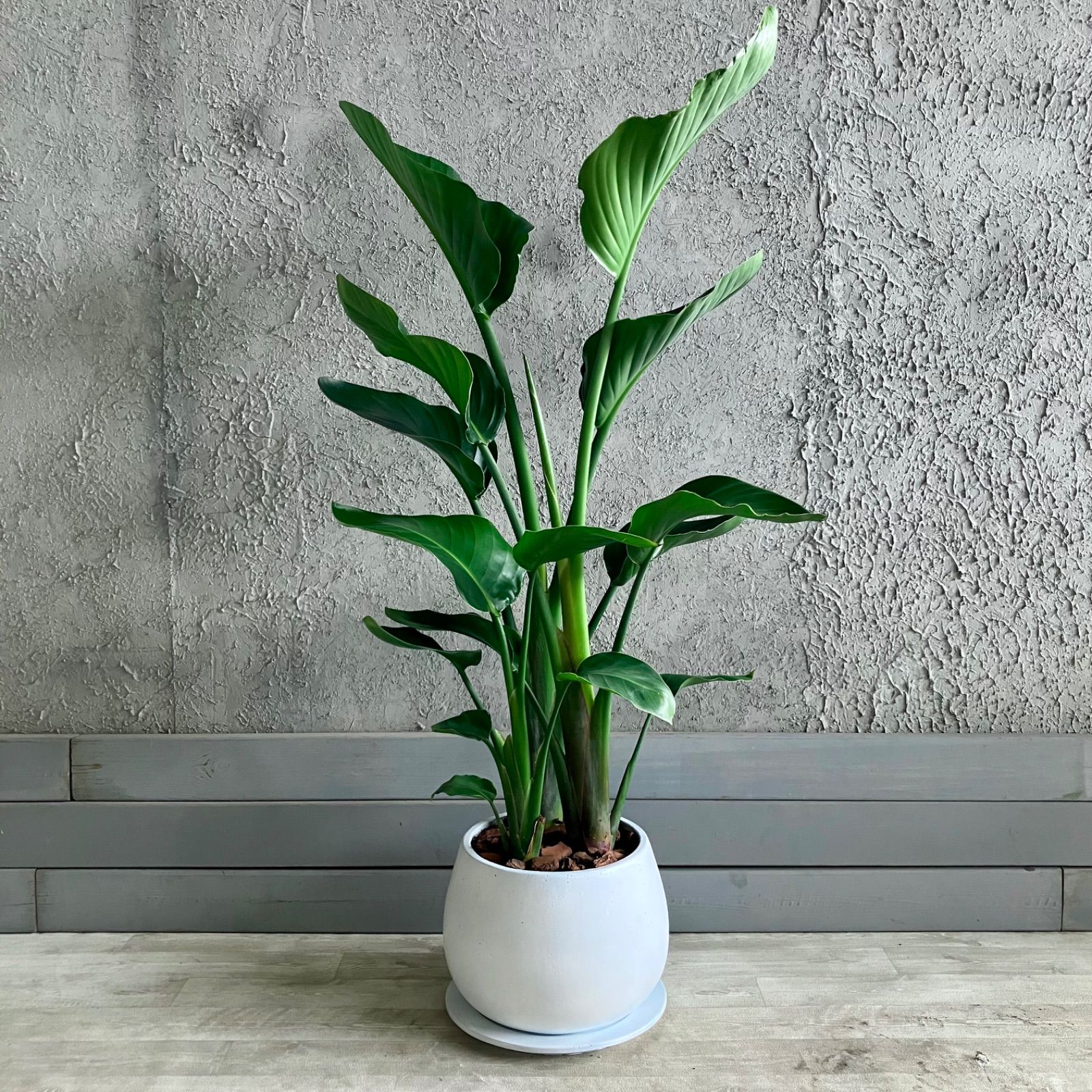 ★ 厳選された植物と鉢
