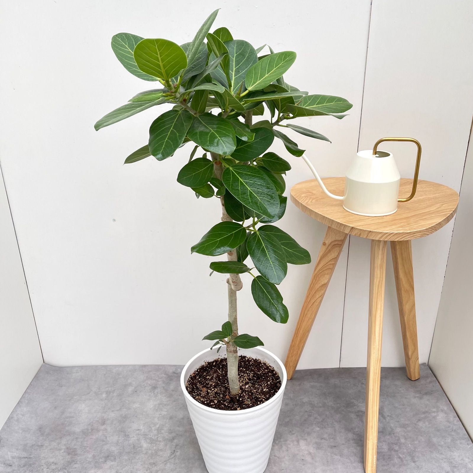 ベンガレンシス 曲がり