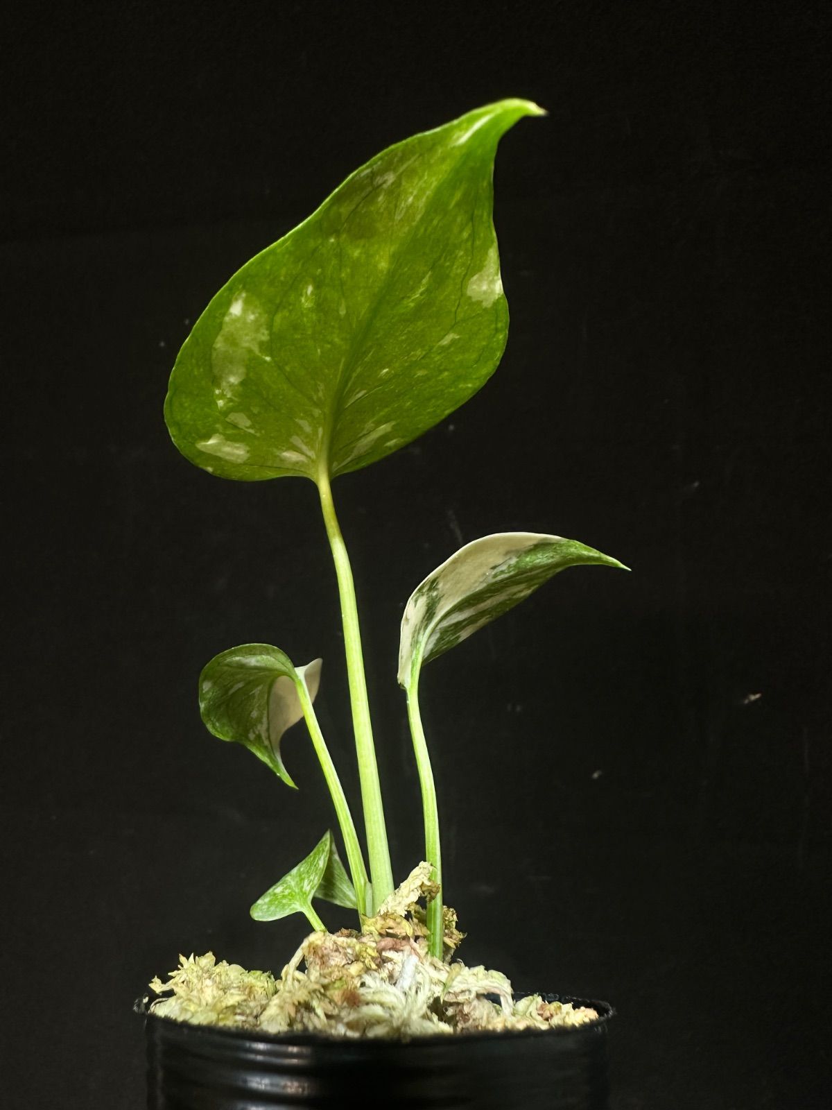 ア*ル様 モンステラ プラチナム Monstera deliciosa plat Monstera