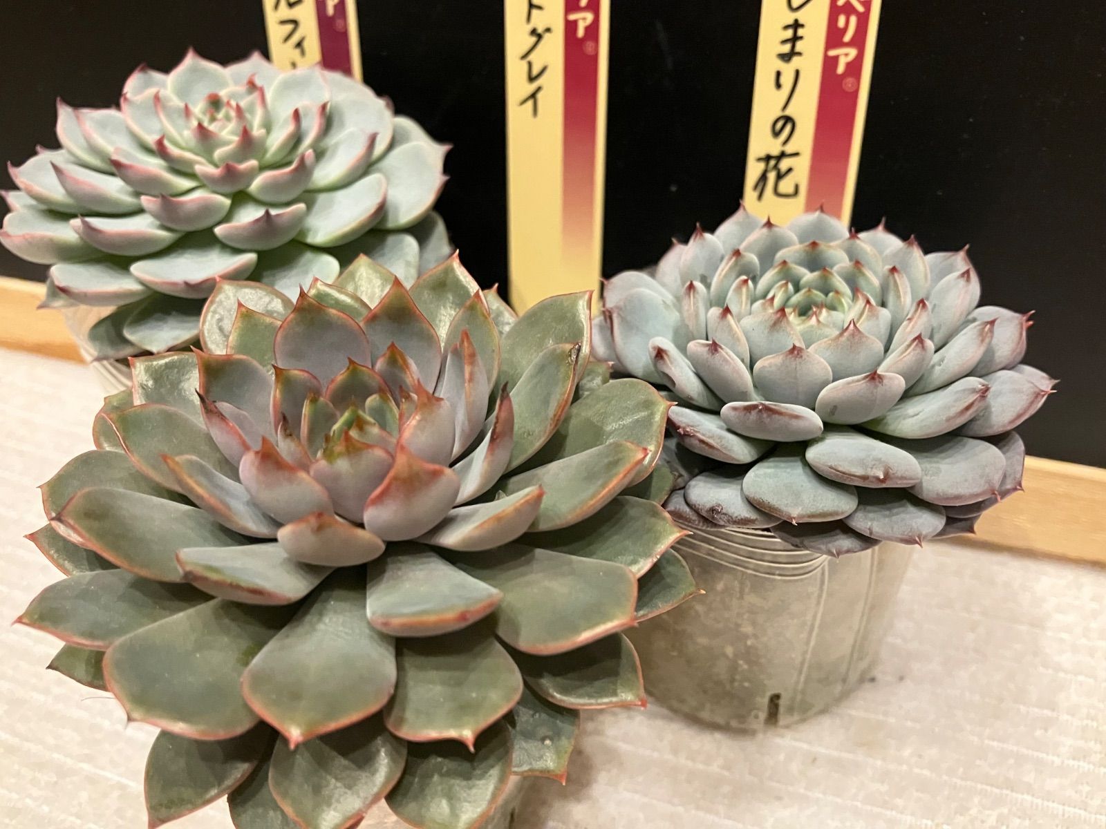 3号鉢 ファームパルクさん苗 リンゼアナ 札付きポットごとメルカリ便 3号鉢 リンゼアナ札付きポットごとメルカリ便ファームパルクさん苗 3号