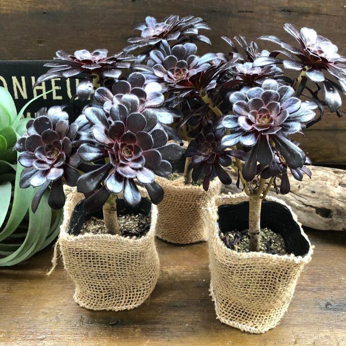 ポットごと 黒法師♡アエオニウム♡多肉植物♡おしゃれ - メルカリ