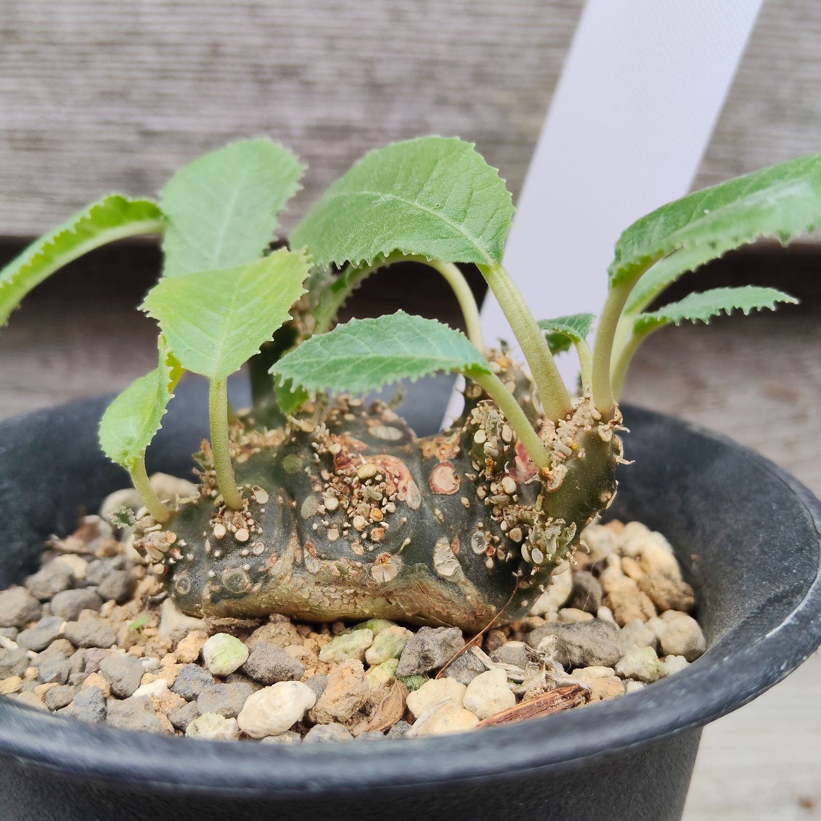 ドルステニア 綴化a モンストローサ フォエチダ クリスタータ 希少