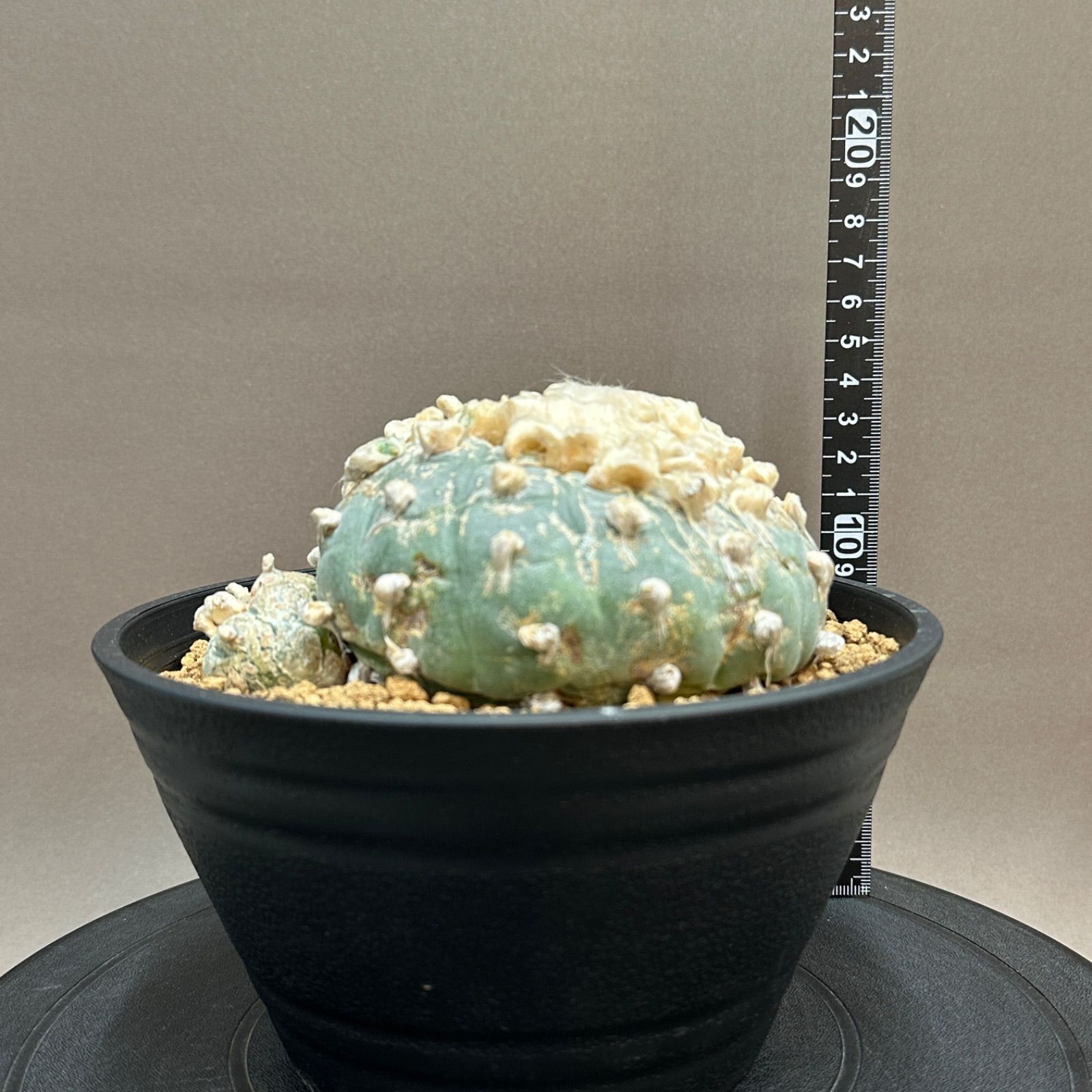 Lophophora