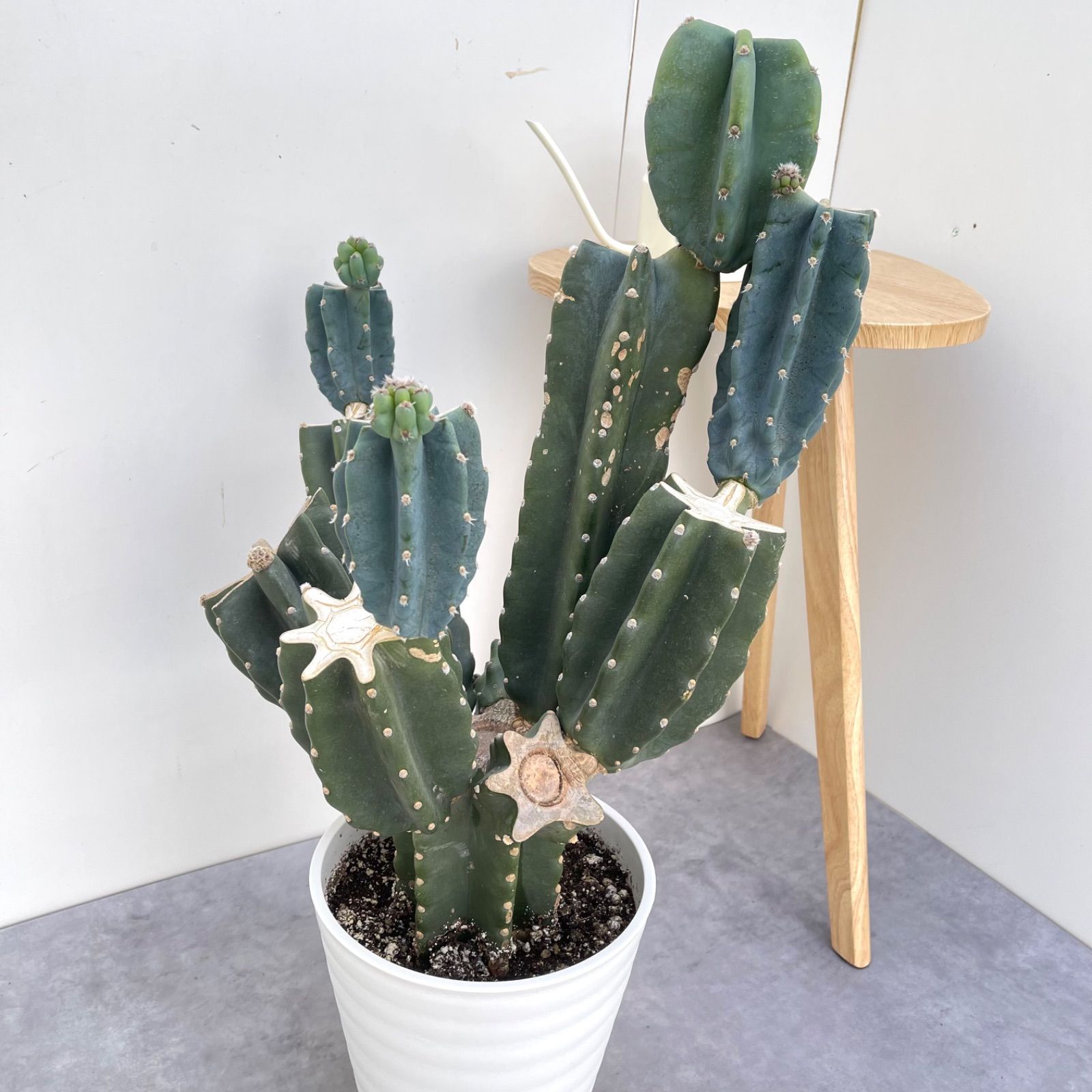 柱サボテン ブランチ 10【現品】観葉植物 室内 ドライガーデン 大型