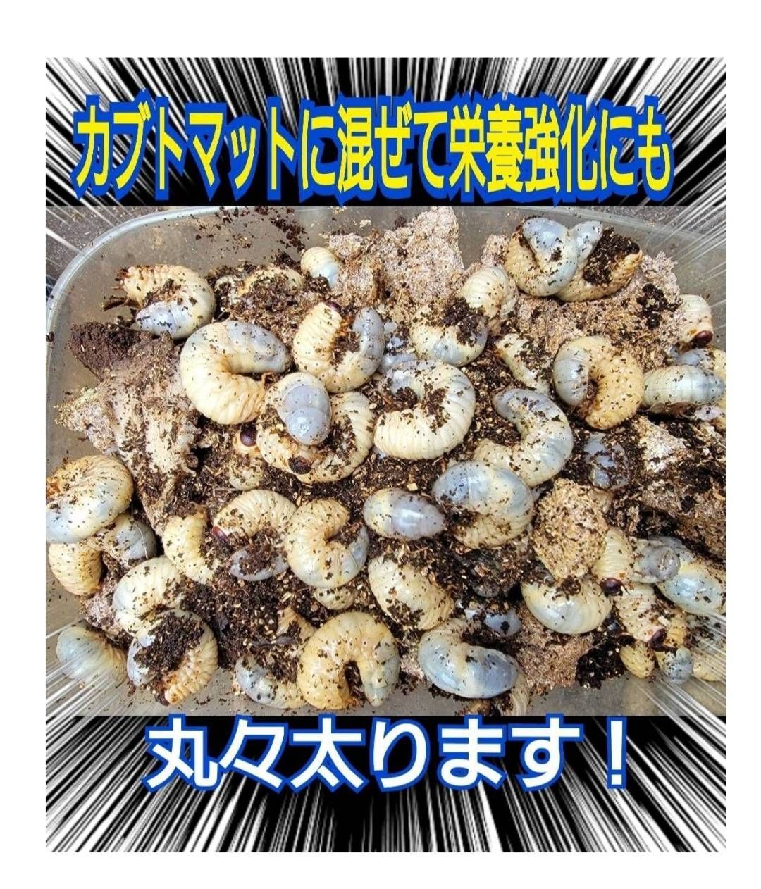 昆虫用品 カブトムシ幼虫の栄養強化に！椎茸菌床20個☆マットに
