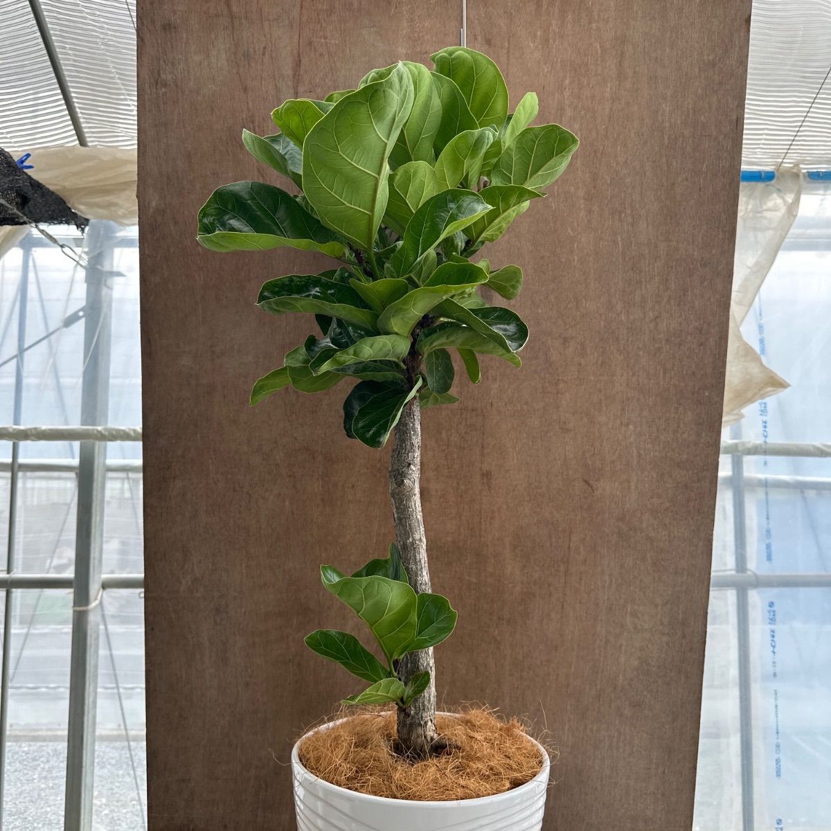 カシワバゴム 現品 陶器鉢 Ficus lyrata フィカス フィクス リラータ 