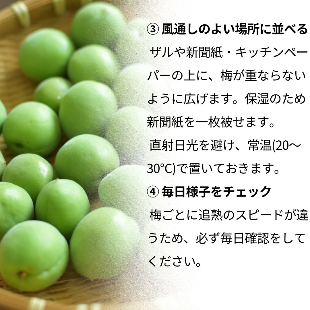 予約商品 5月下旬より順次発送】信州小梅 ～爽やかな初夏の香り 