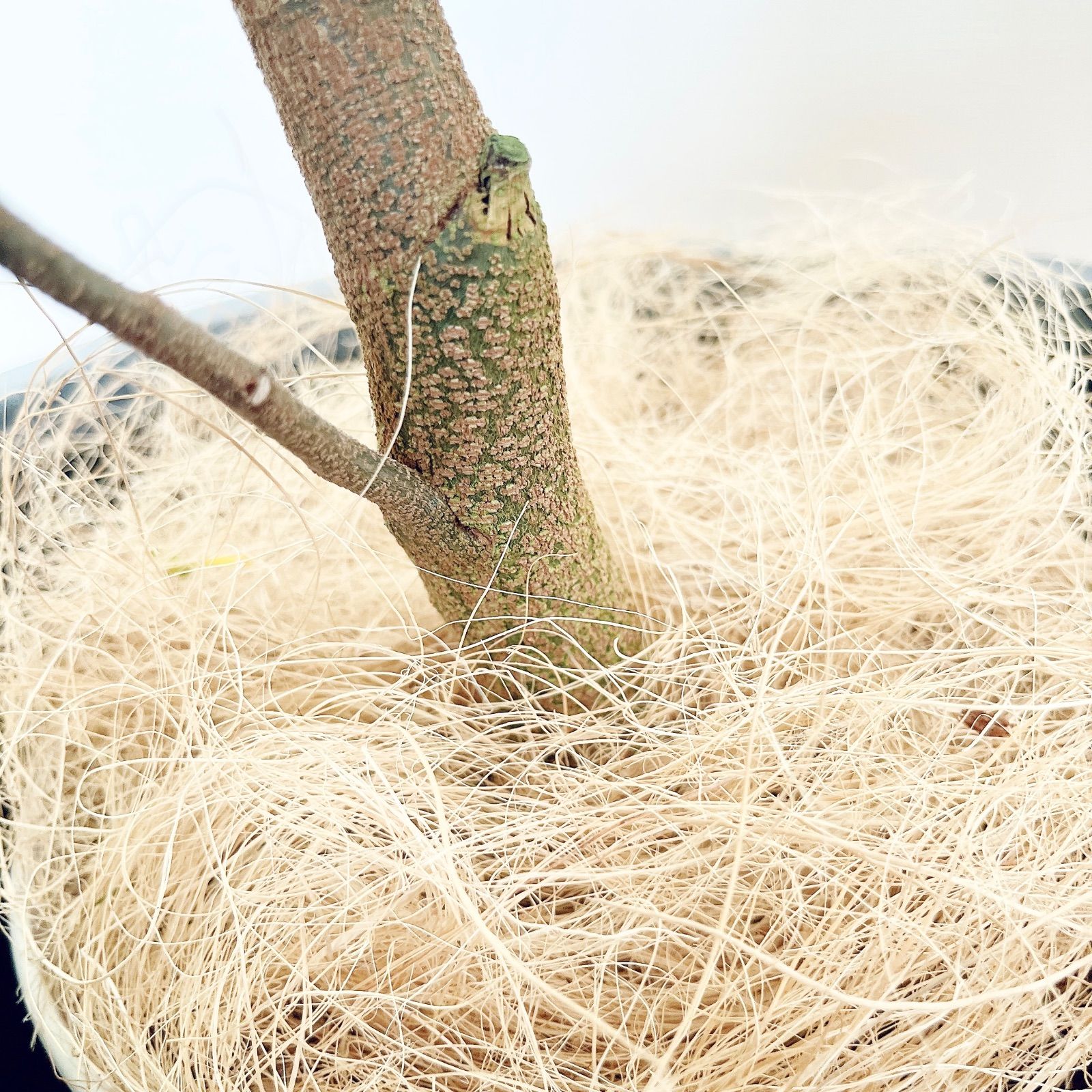 人気》エバーフレッシュ XLサイズ 観葉植物 calm cafe - メルカリ