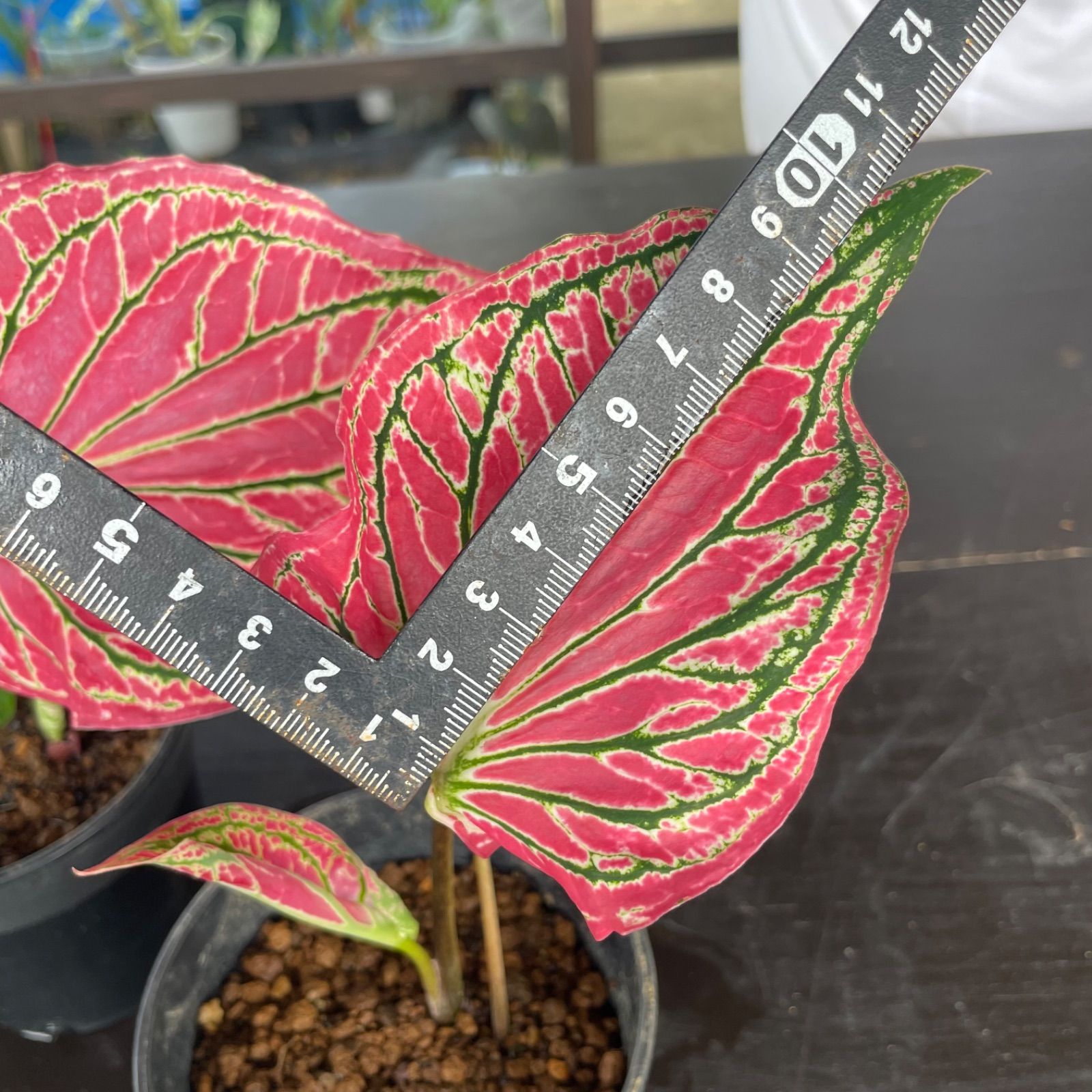 カラジウム　カラジューム　ピンク　シンフォニー　大株　ソルソ　グリーン　レア植物 楽天市場】PLANCHU 観葉植物 カラジウム ピンクシンフォニー 4号