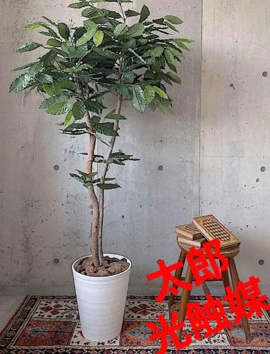 光触媒 人工観葉植物 ウォールグリーン フェイクグリーン コーヒーツリー180 弱々しく