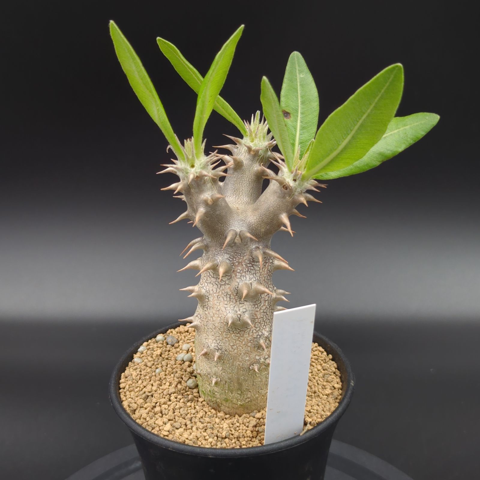 25.パキポディウム ホロンベンセ パキポディウム・ホロンベンセ【カクタス長田 特選品】 - メルカリ