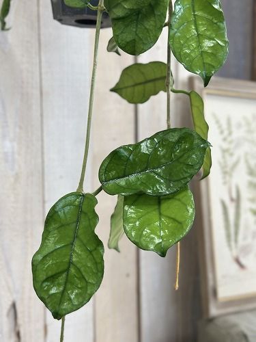 ホヤ hoya グロブローサ 5号鉢 ホヤ hoya グロブローサ 5号 吊り鉢 ロング