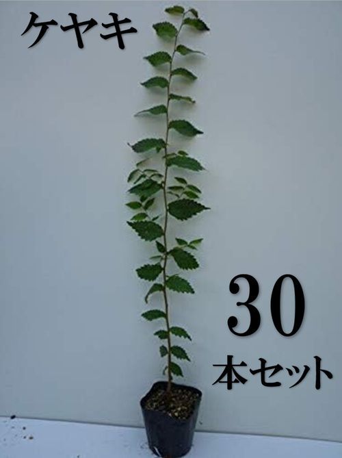 30本セット ケヤキ樹高0.5m前後10.5cmポット