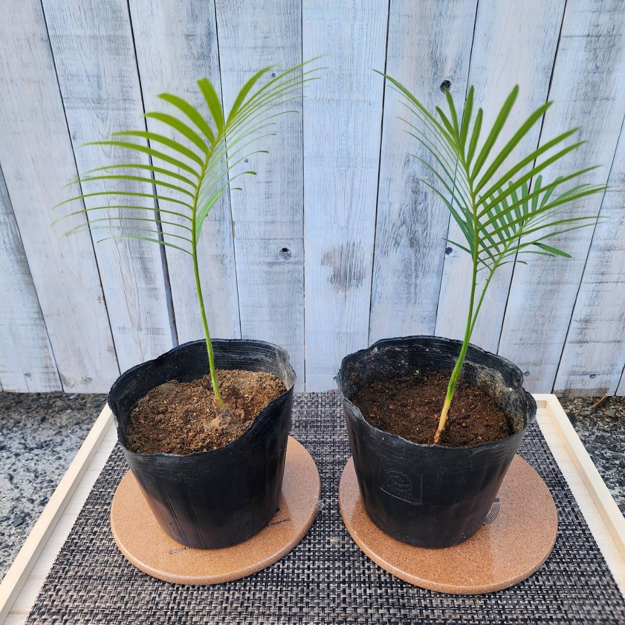 ソテツ】【鉢ごと発送】 タイシルバーソテツ Cycas sp.silver 2025-7