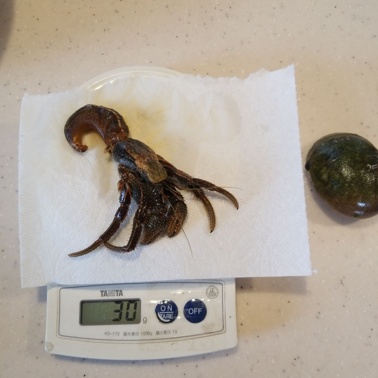 石鯛餌 冷凍ヤドカリ(殻付きです)50匹 オマケ付き - メルカリ