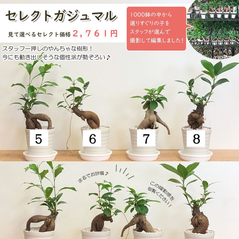 観葉植物 ガジュマル フィカス セレクト 現品 【選べる樹形】 白セラアート鉢 3号 ピンク石付 受皿付 鉢植え 多幸の木 がじゅまる 送料無料 【白札】  - メルカリ