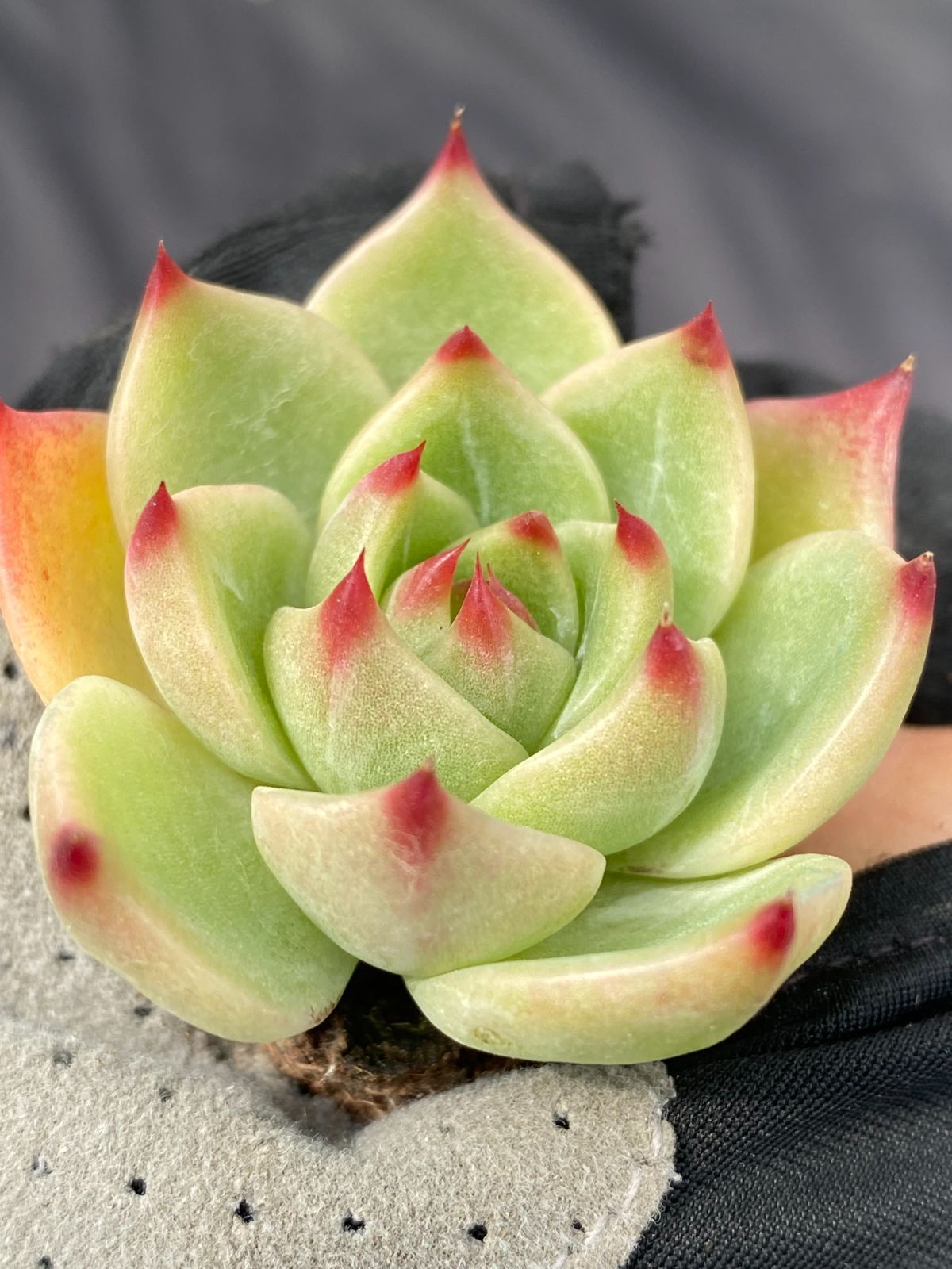 新入荷 ブルードラゴン ZM306×105苗 土付き 多肉植物 詰め合わせ