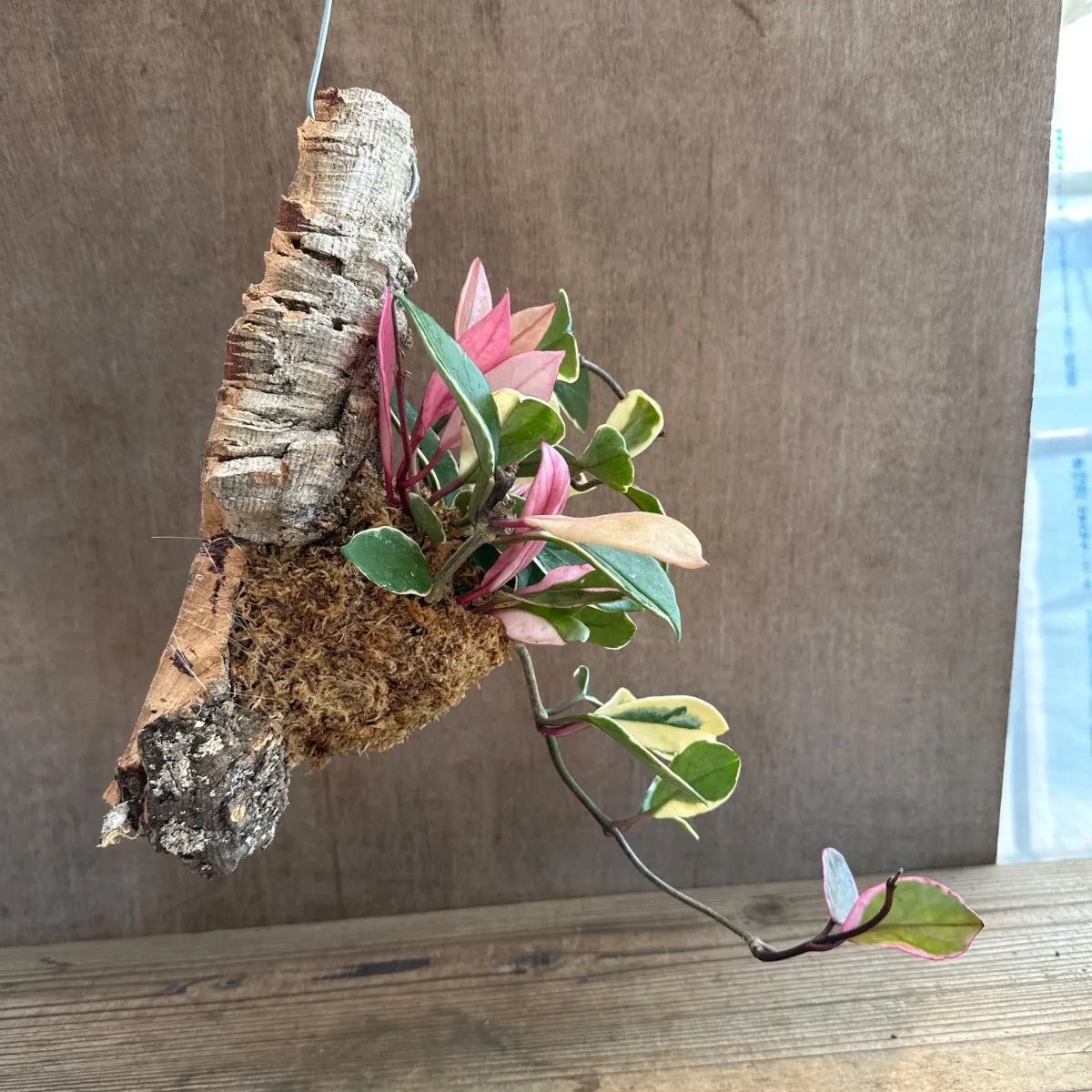 ホヤ カルノーサ リップカラー コルク付け 現品 サクララン 桜蘭 Hoya
