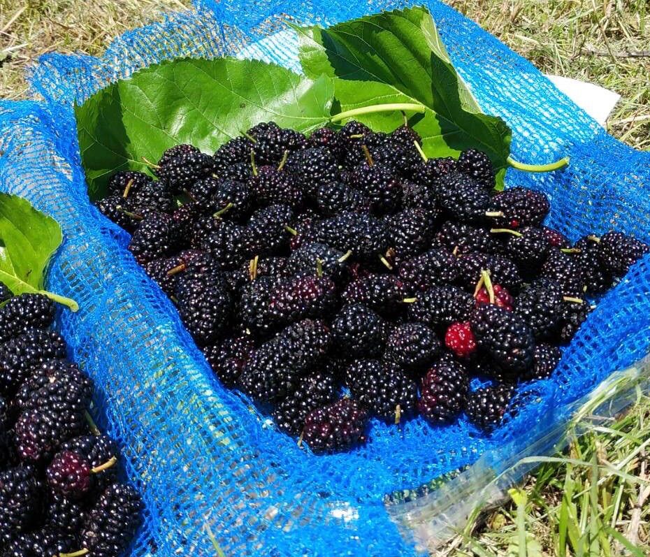 ブルーベリー 600g 常温メルカリ便発送 朝摘みブルーベリー 600g 常温