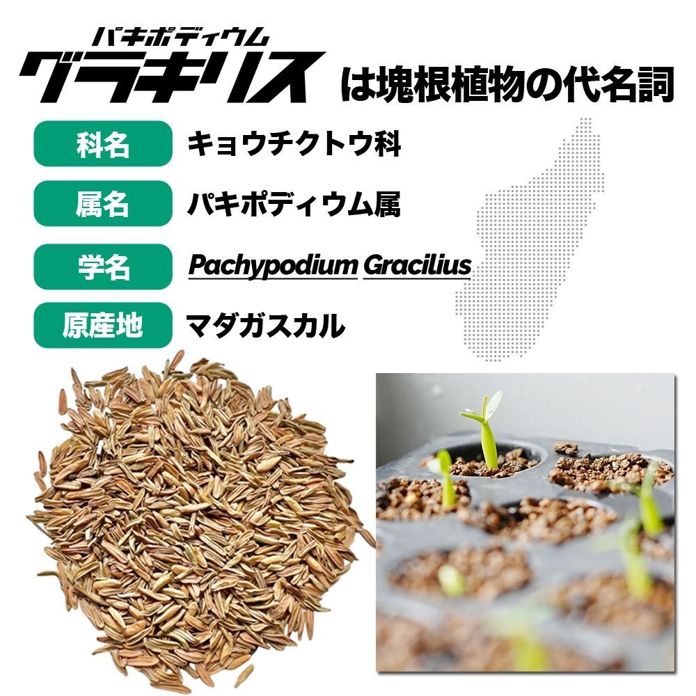 パキポディウム グラキリス種子│象牙宮│THE塊根植物