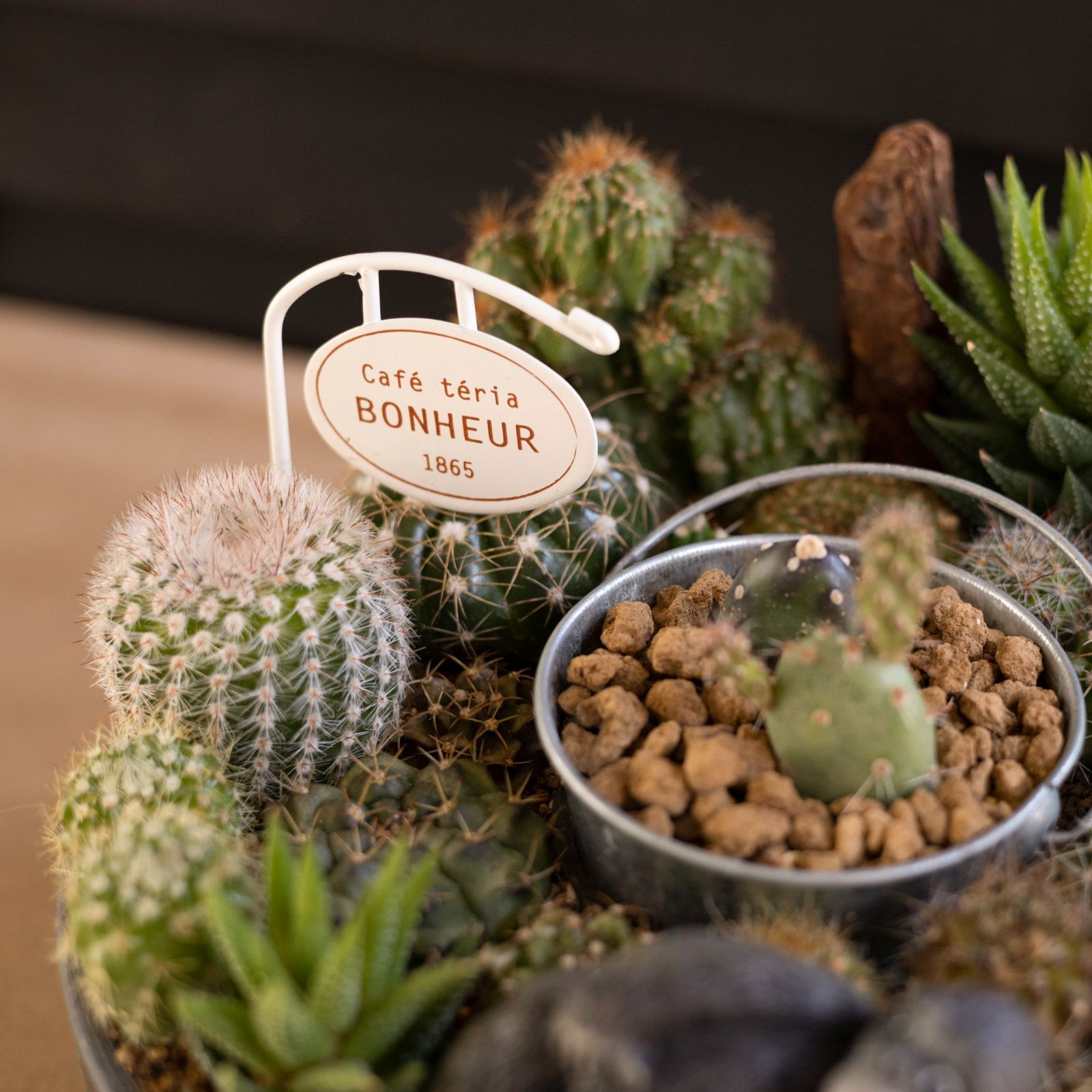 サボテン リース 寄せ植え 箱庭 多肉植物 ミニ 観葉植物