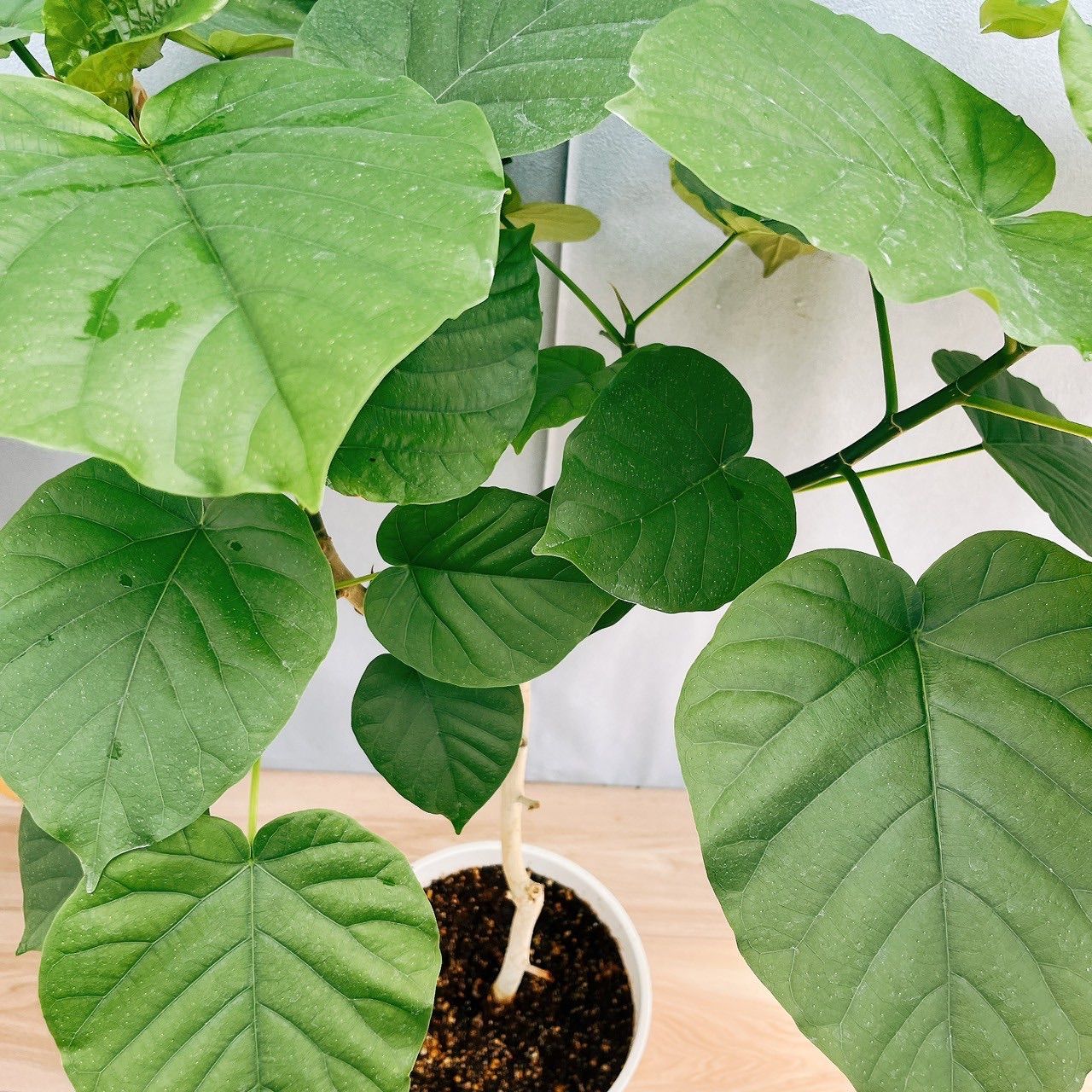 現品］4番 フィカス ウンベラータ 曲がり 7号 観葉植物 室内