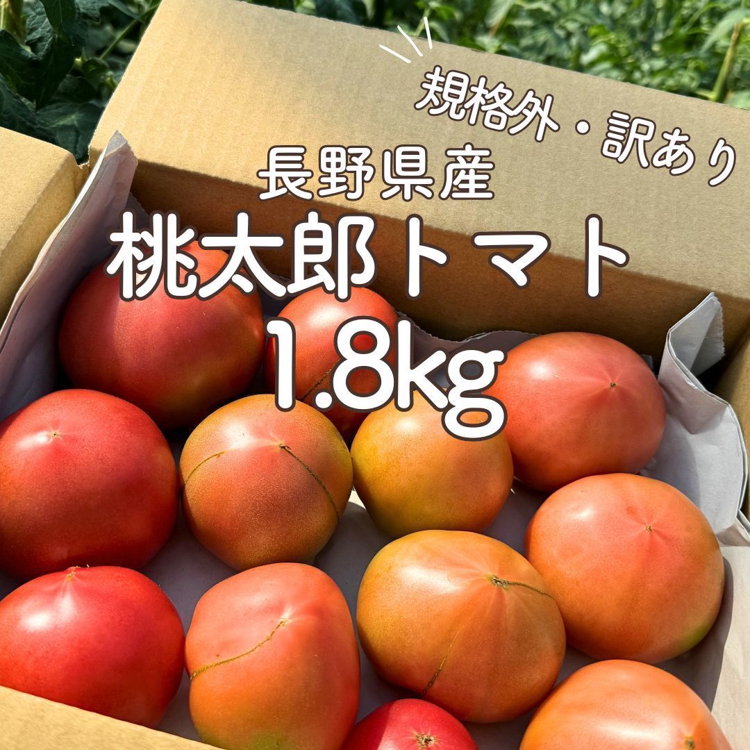 七久里農園【訳あり】桃太郎トマト 1.8kg 長野県産 / 農家直送