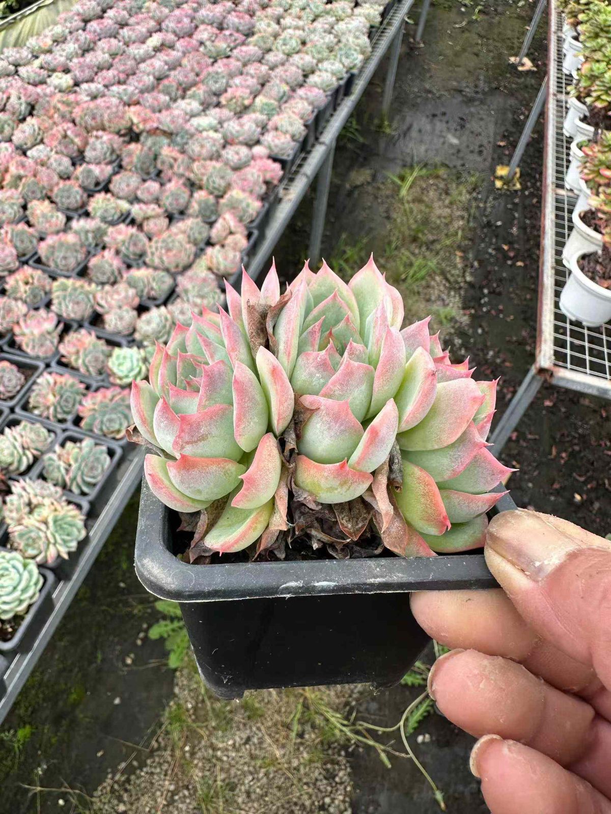 24株の抜き苗セット 粉月影 多肉植物 佐川急便発送 エケベリア 韓国苗 ZAN23