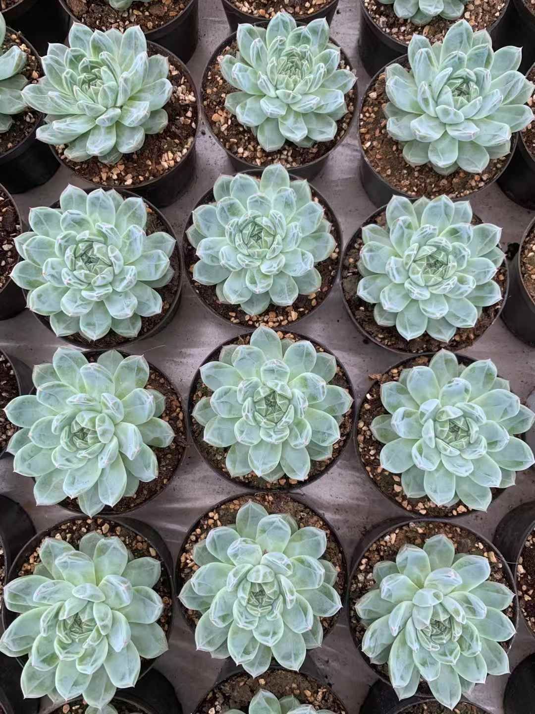 15株の抜き苗セット】スノーフラワージェニー 多肉植物 佐川急便発送