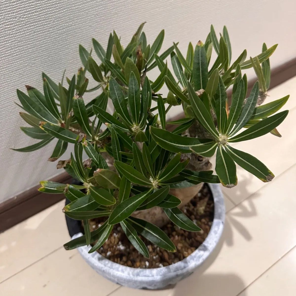 パキポディウム　イノピナツム パキポディウム イノピナツム | morikoro plants