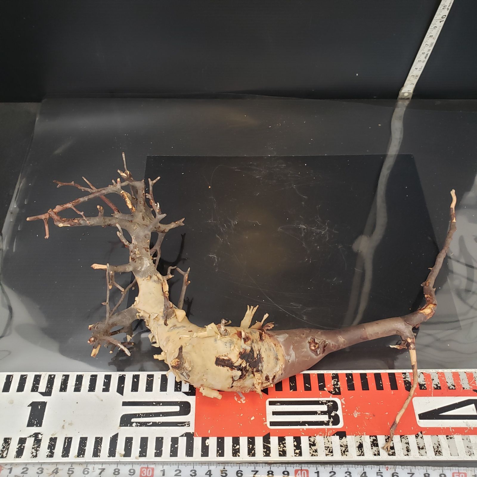 Z427 最新到着 Commiphora カタフピュア 現地球 抜き苗 灌木系 塊根植物 コミュフォラ カタフピュア WWW_GEBZETESISAT_COM_TR