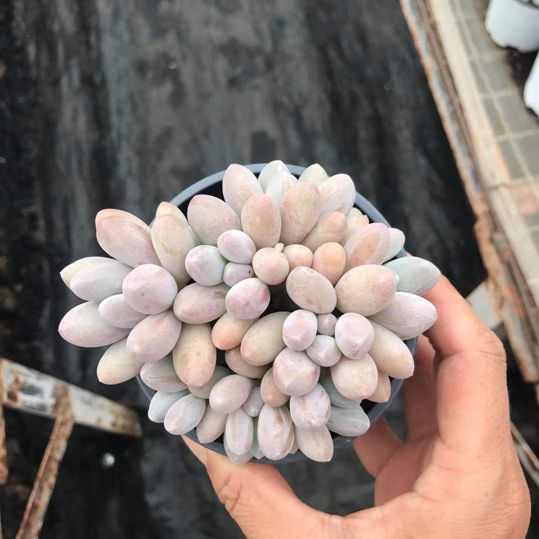 SKL1243×36 タンエンマルチ 抜き苗 多肉植物 アエオニウム エケベリア 韓国苗 YUZUMIYA_COM