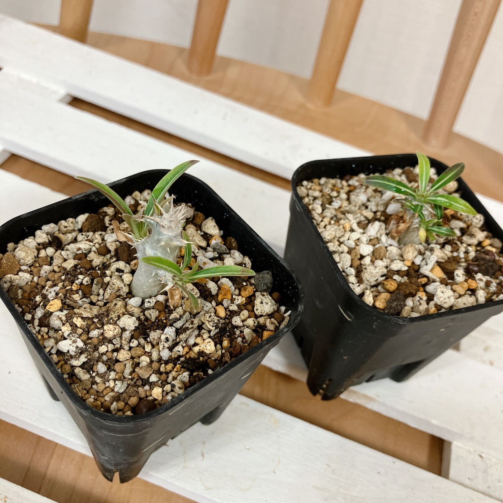 パキポディウム マカイエンセ 実生 マ*9様 [Valiem鉢付き