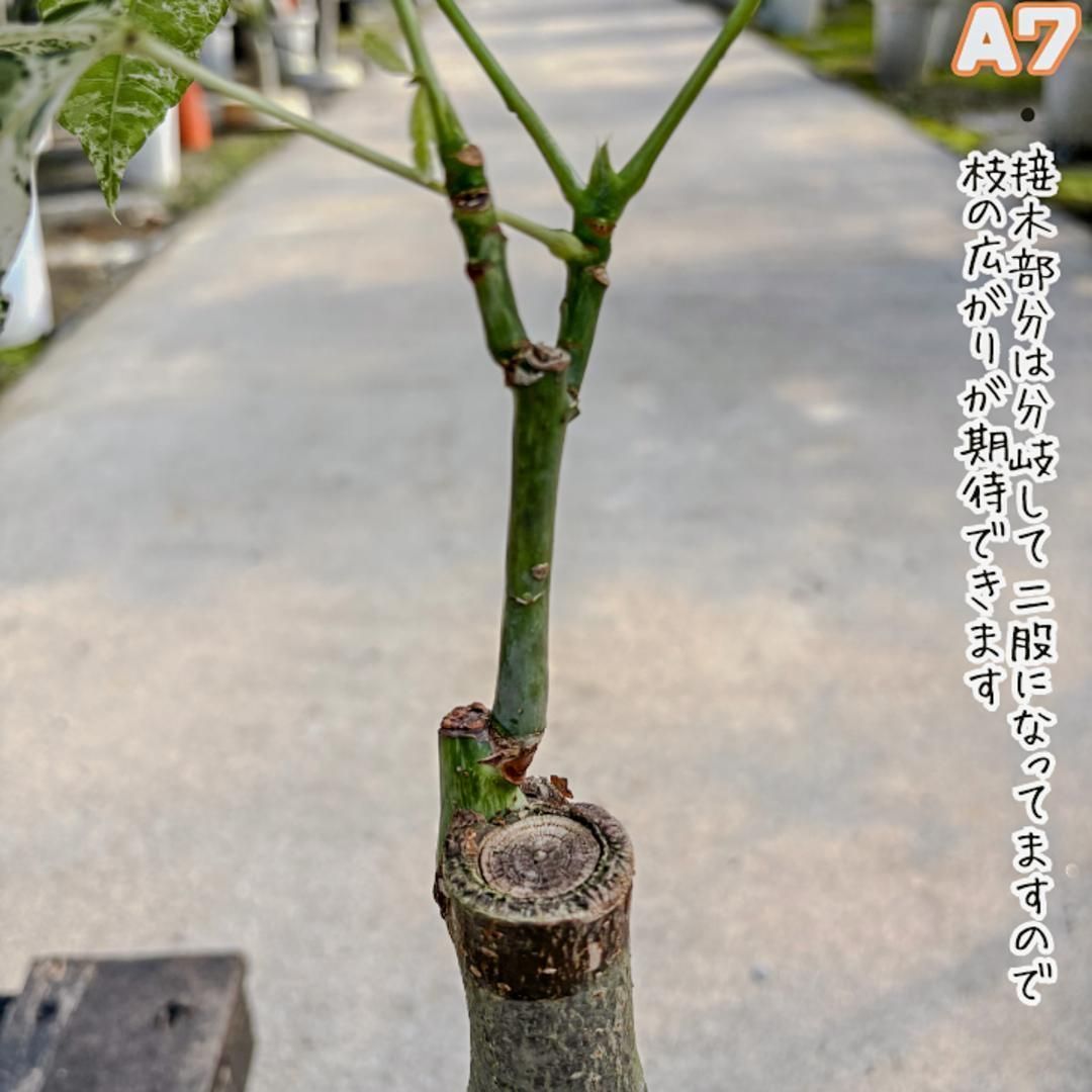 実生パキラミルキーウェイA7/接木/枝分岐パラソル仕立て/無機質