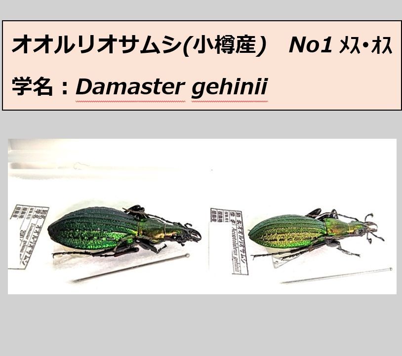 オシマルリオサムシ　♂♀　ペア標本　後志産　 N01 オオルリオサムシ ♂♀ ペア標本 小樽産 N01 - メルカリ