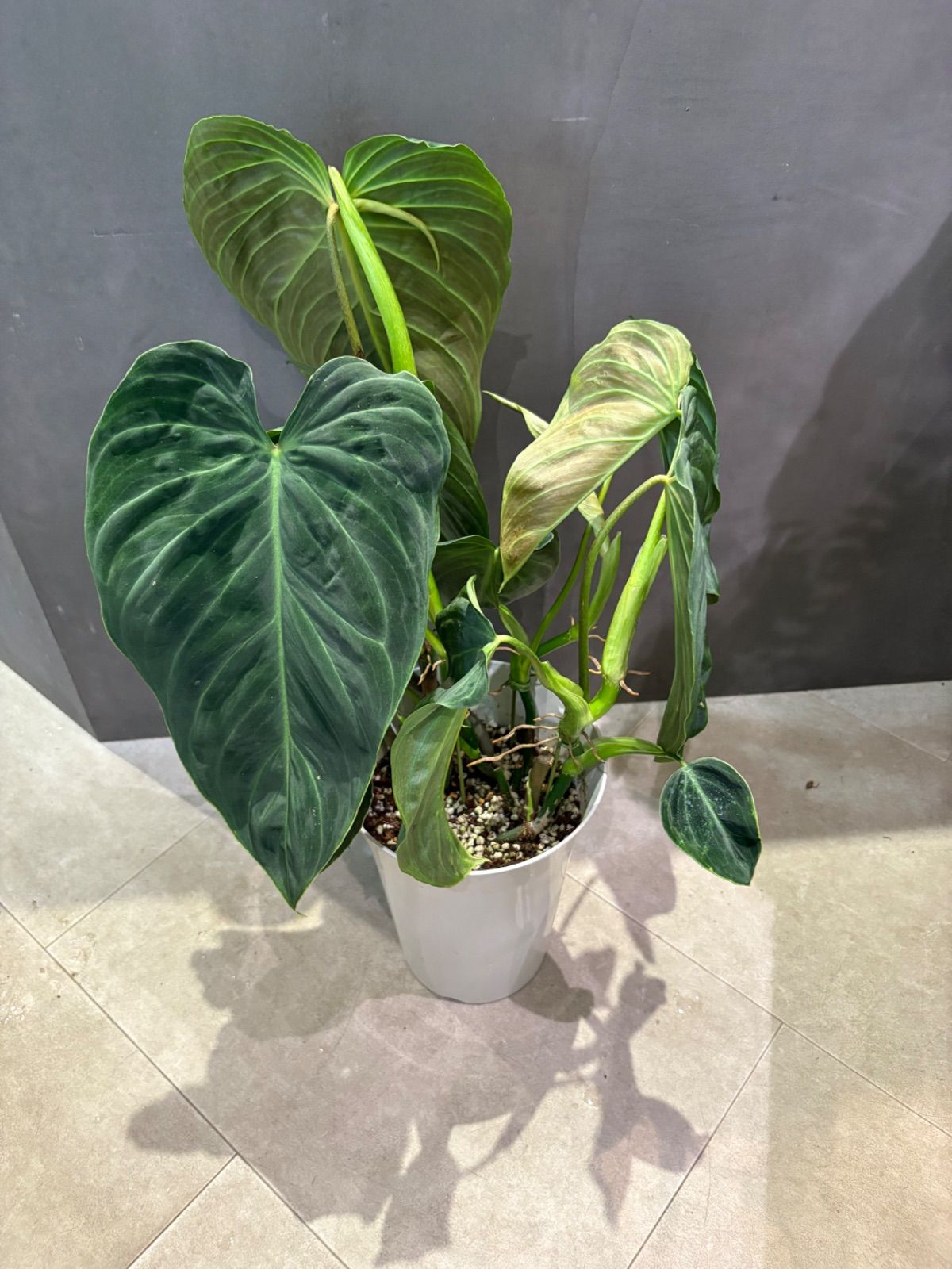 フィロデンドロン　ベルコーサム　6号 フィロデンドロン ベルコーサム6号鉢 - メルカリ