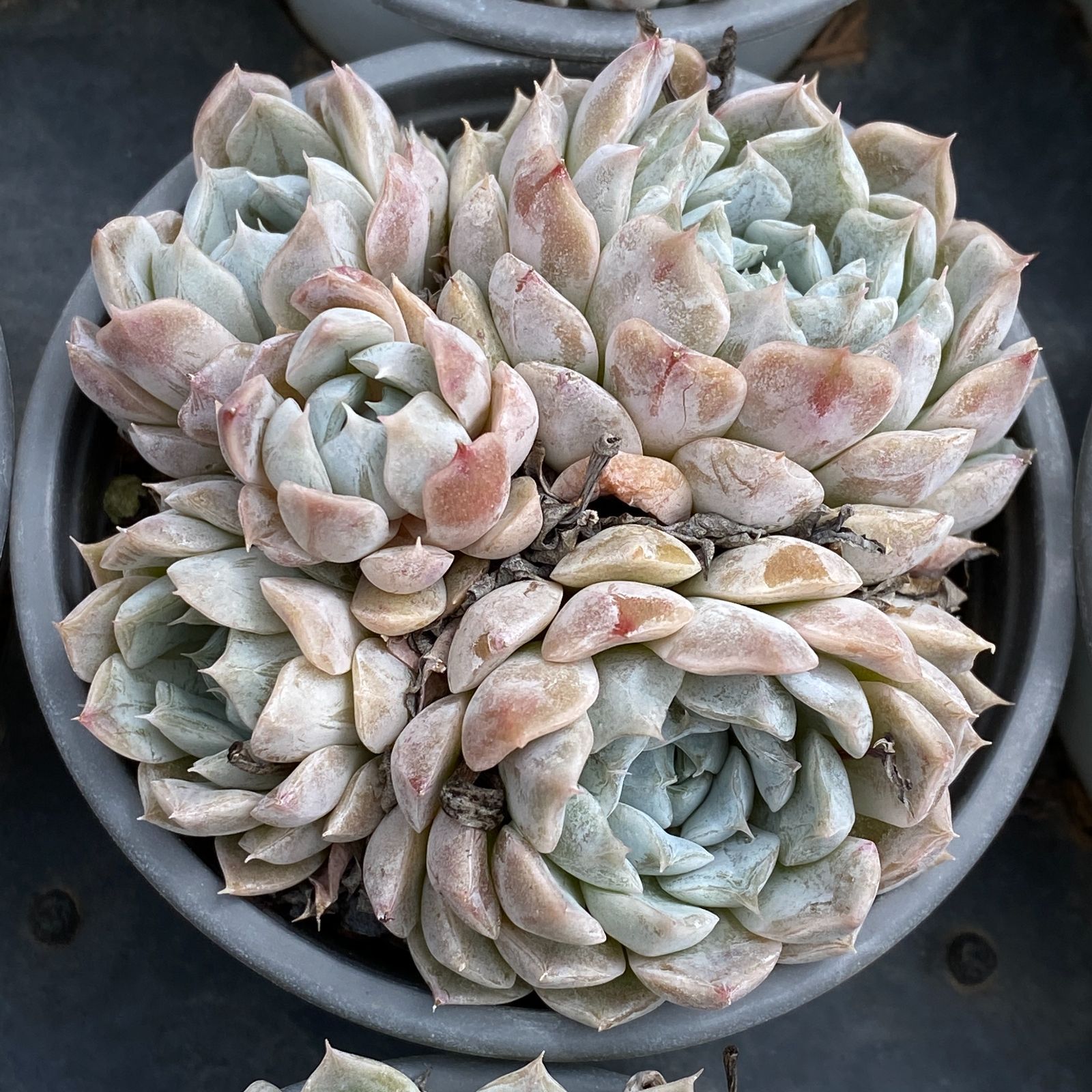 NGN1406×35 マリーベル群 抜き苗 多肉植物 アエオニウム エケベリア 韓国苗