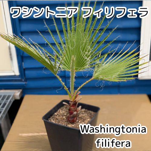 鉢ごと発送】ワシントンヤシ ワシントニアフィリフェラ