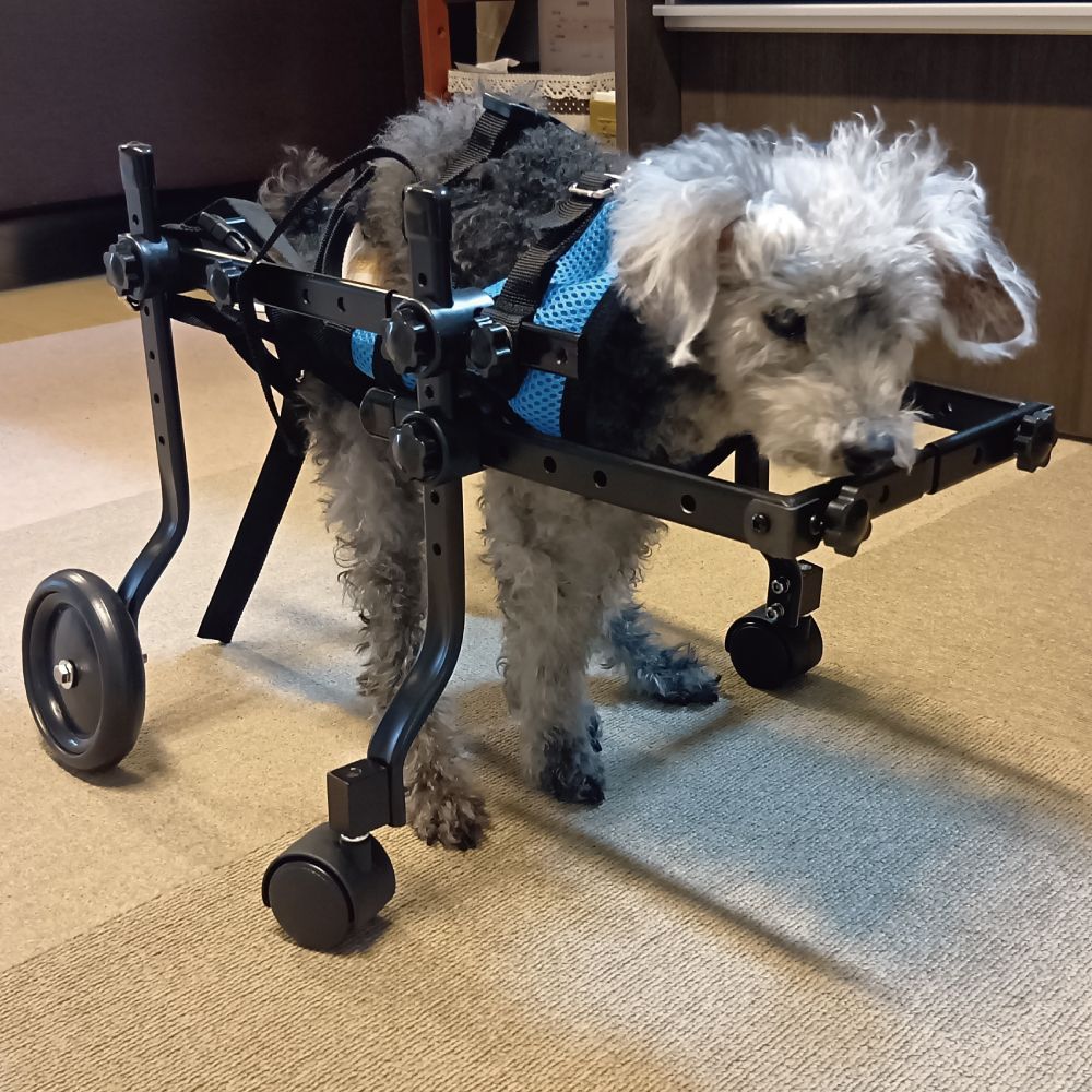 犬用 車椅子 小型犬 中型犬 歩行器 介護用 リハビリ用 軽量 4輪タイプ