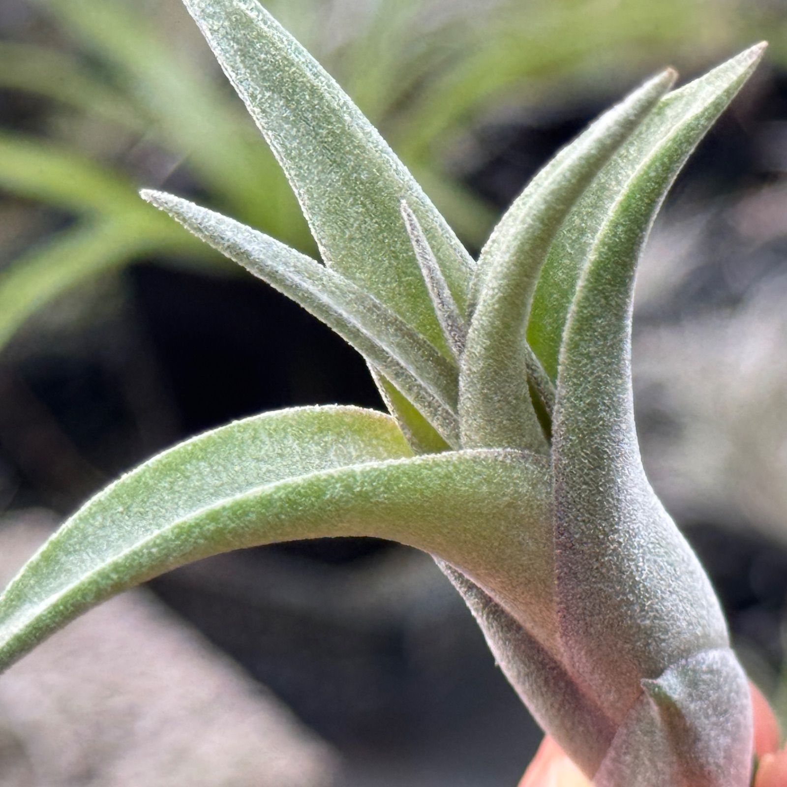 子株＊チランジア カーリースリム Tillandsia Curly Slim (Tillandsia