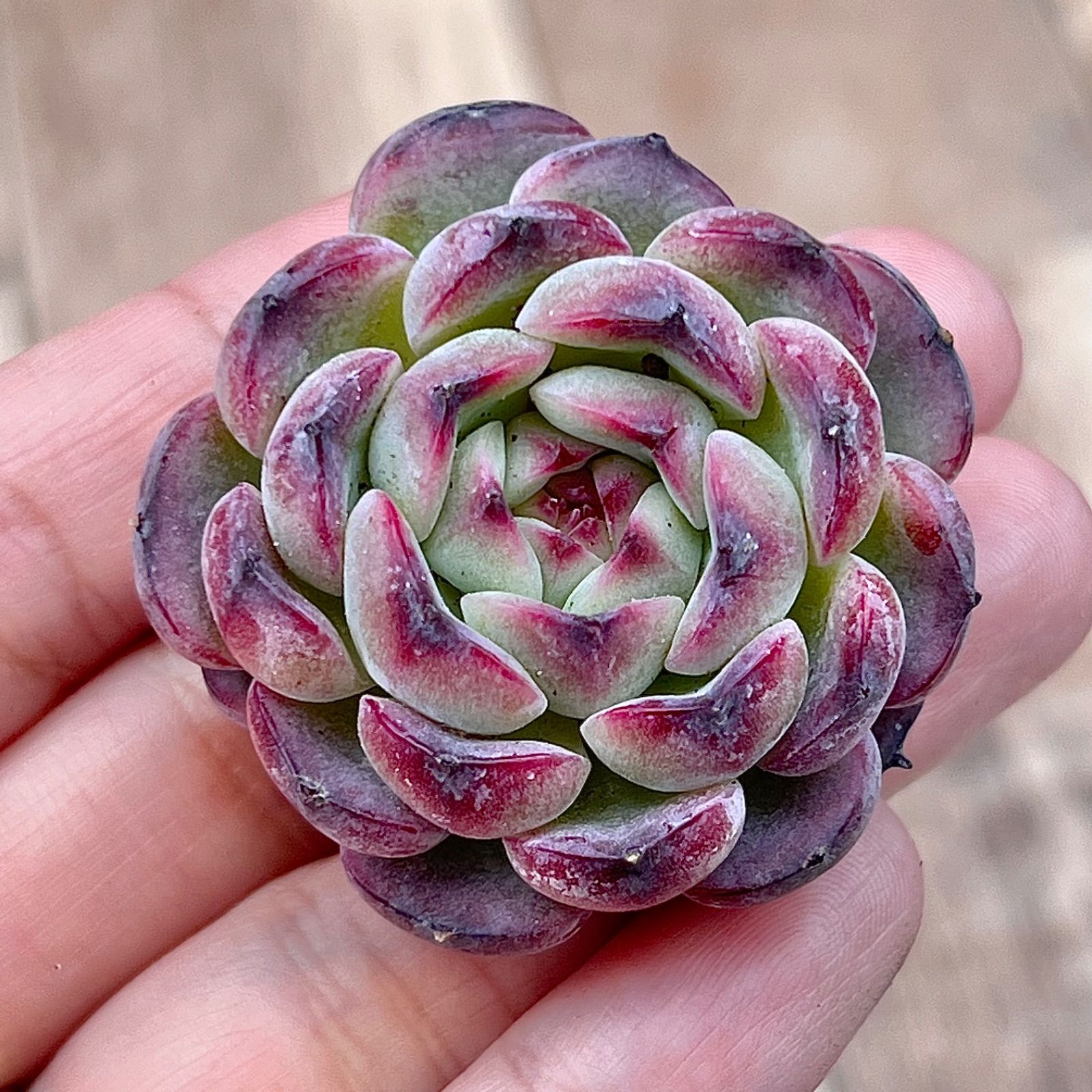 多肉植物 マルセル 韓国苗 - メルカリ