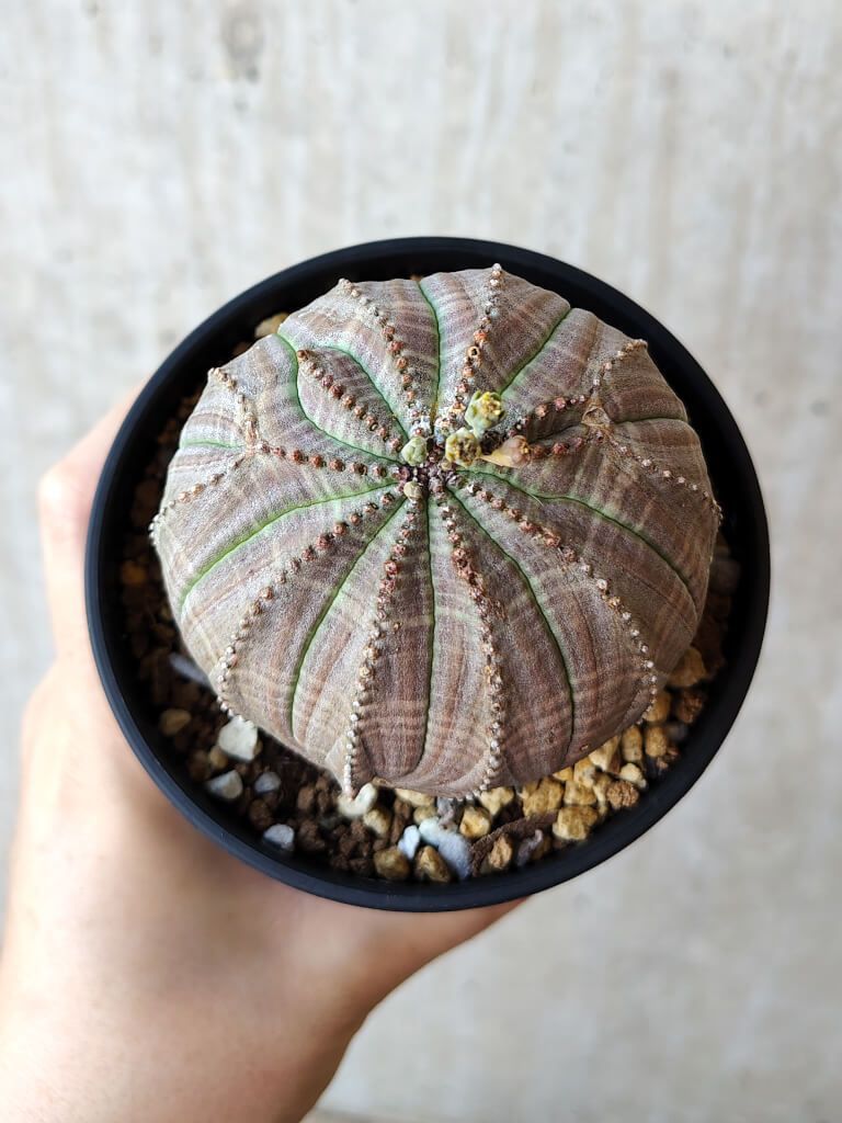 現品限り】ユーフォルビア・オベサ【V56】 Euphorbia obesa【植物