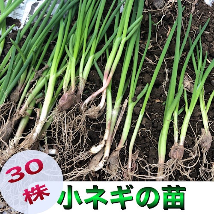 ネギ苗500株 - 野菜