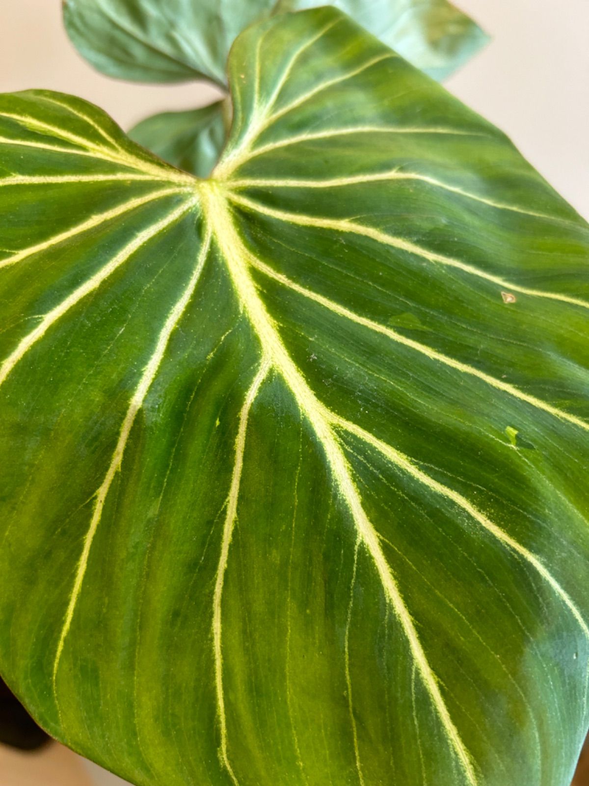 希少 フィロデンドロン グロリオーサム ゼブラ 観葉植物